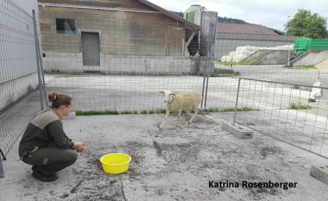 Rosenberger sheep